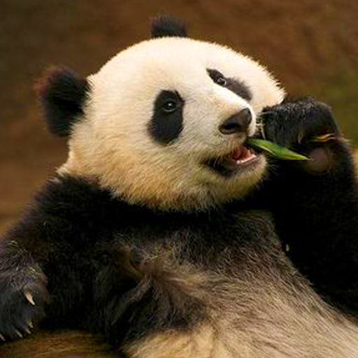 Fonds d'écran animaux mignons