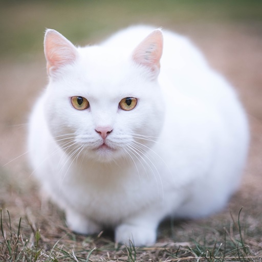 Cute Cat Wallpapers 2023
